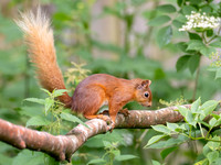 Red Squirrel