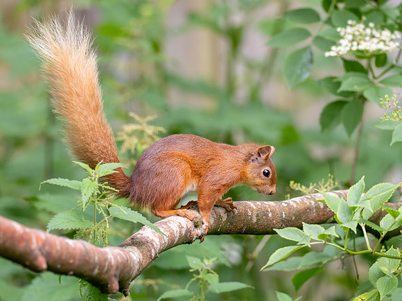 Red Squirrel
