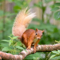 Red Squirrel