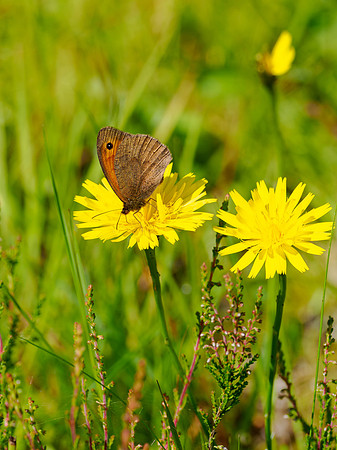 Meadow Brown (Maniola jurtina)