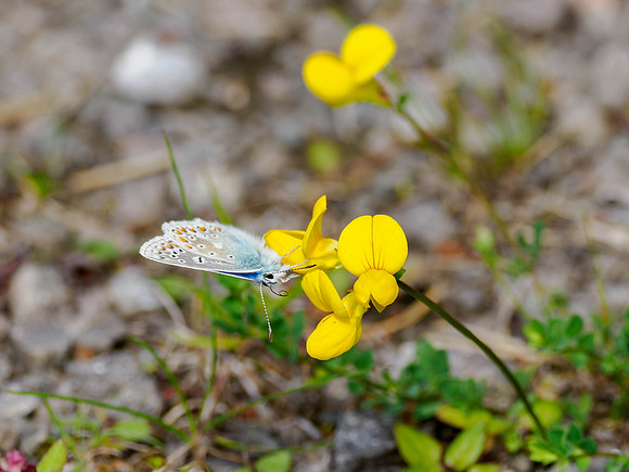 Common Blue Butterfly (Polyommatus icarus)