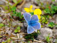Common Blue Butterfly (Polyommatus icarus)
