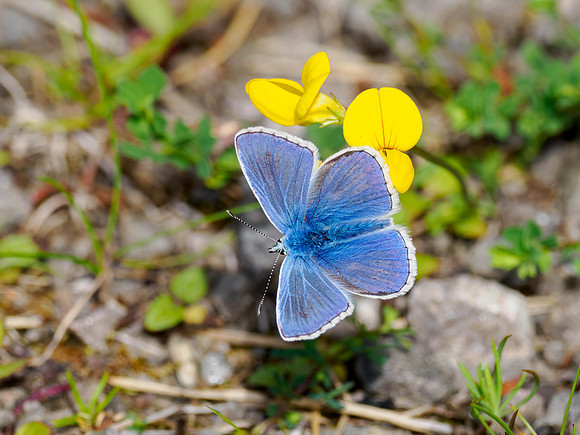 Common Blue Butterfly (Polyommatus icarus)