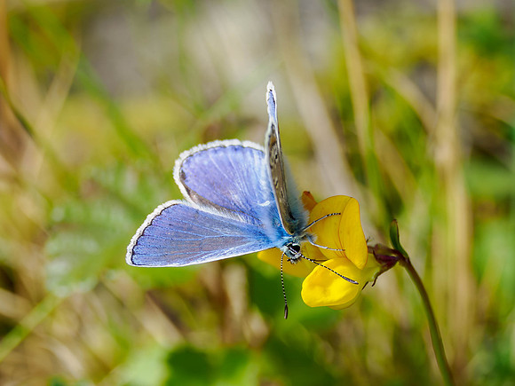 Common Blue Butterfly (Polyommatus icarus)