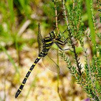 There were quite a few Dragonflies around when we took a walk in Glen Cannich.