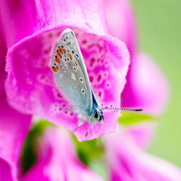Common Blue Butterfly (Polyommatus icarus)