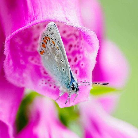 Common Blue Butterfly (Polyommatus icarus)