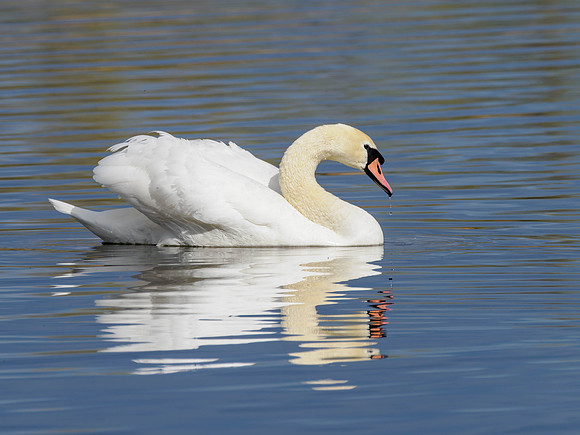 20260408-Swan Loch-P1012644