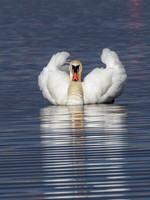 20260408-Swan Loch-P1012708