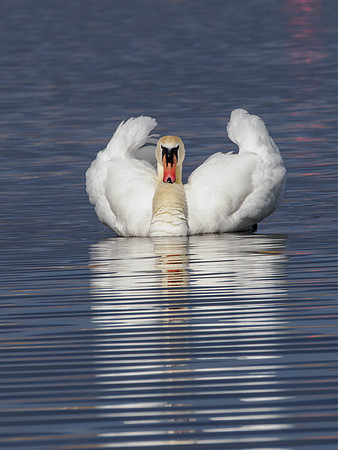 20260408-Swan Loch-P1012708