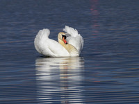 20260408-Swan Loch-P1012714