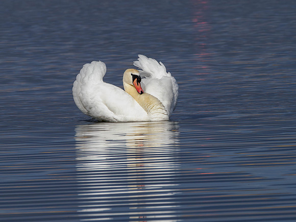 20260408-Swan Loch-P1012714