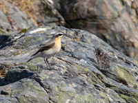 Wheatear (Oenanthe oenanthe)
