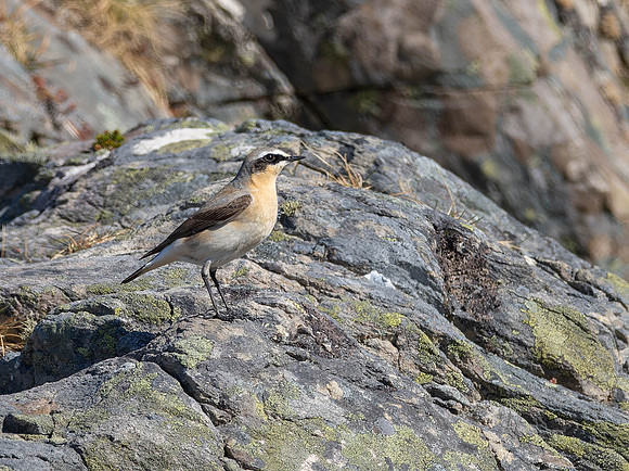 Wheatear (Oenanthe oenanthe)
