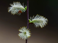 Goat Willow Flowers