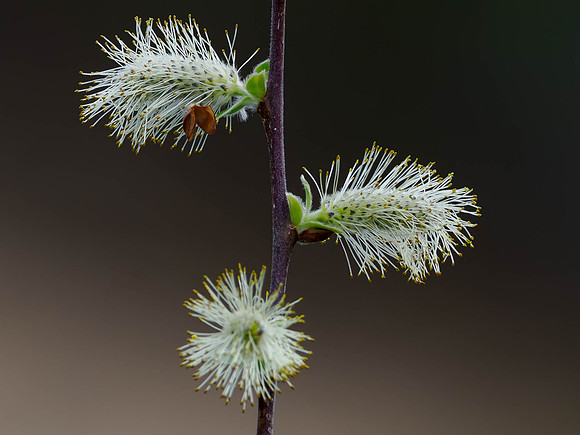 Goat Willow Flowers