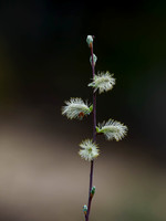 Goat Willow Flowers