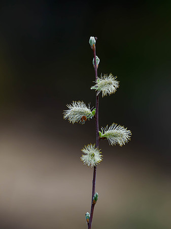Goat Willow Flowers