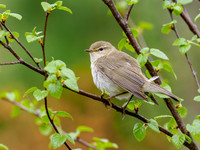 Willow Warbler (Phylloscopus trochilus)