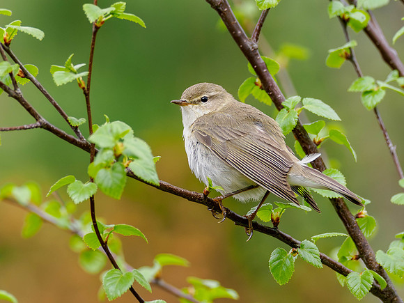 Willow Warbler (Phylloscopus trochilus)