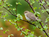 Willow Warbler (Phylloscopus trochilus)