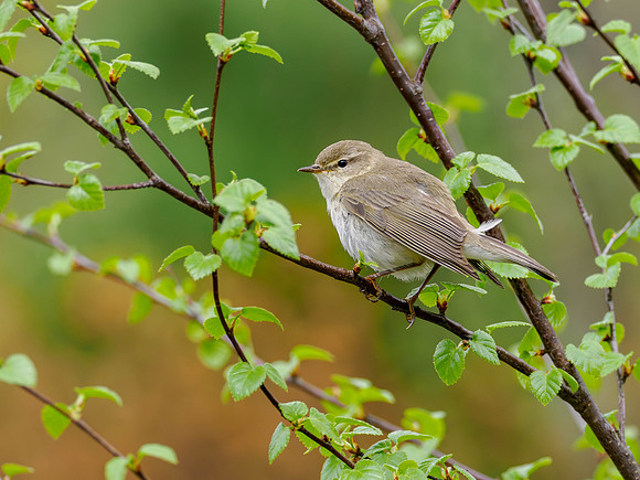 Willow Warbler (Phylloscopus trochilus)