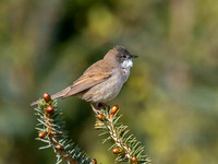 Whitethroat