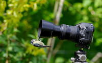 Watch the Birdie!