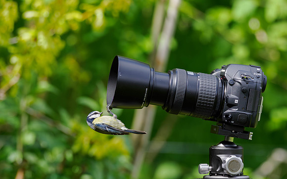 Watch the Birdie!