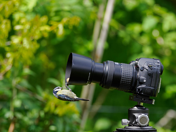 Watch the Birdie!