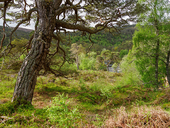 Verdant Viewpoint