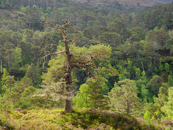 Greenery & Scenery