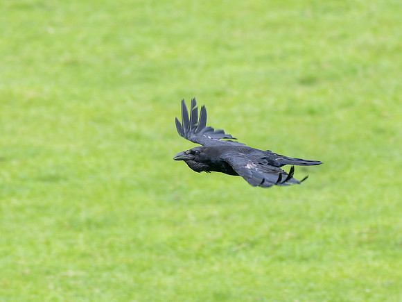 Adult Raven (Corvus corax)