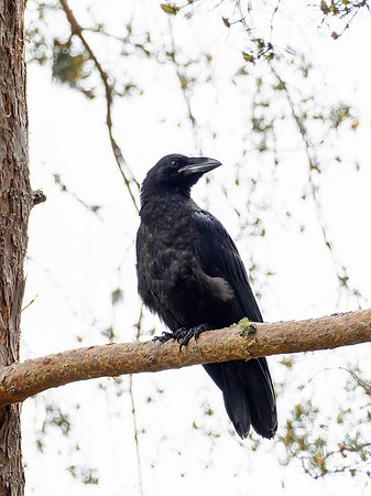 Juvenile Raven (Corvus corax)