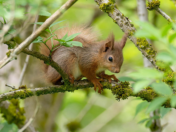 Juvenile Red Squirrel (Sciurus vulgaris)