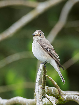 Spotted Flycatcher