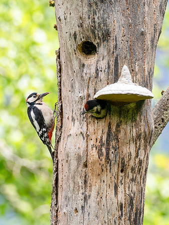 Time to Leave the Nest?