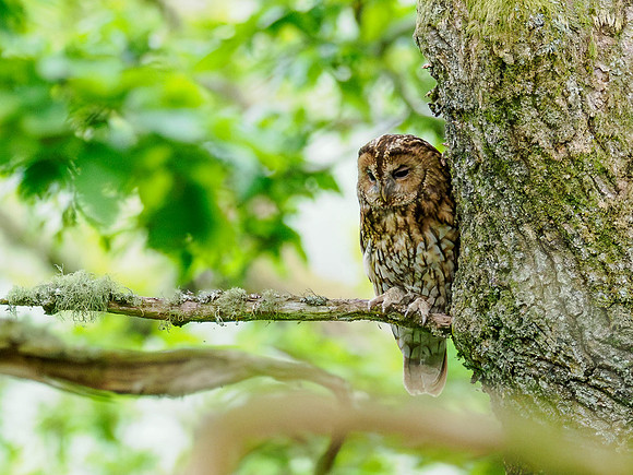 Tawny Owl