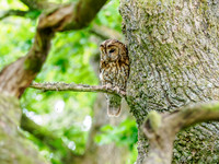 Tawny Owl