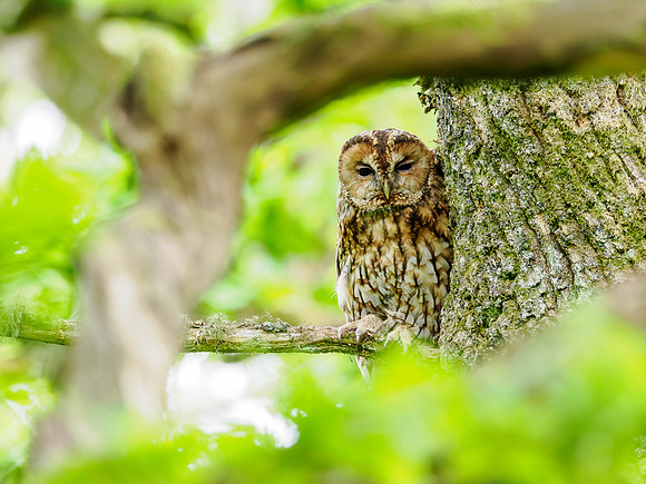 Tawny Owl