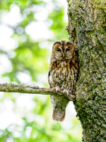 Tawny Owl