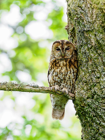 Tawny Owl