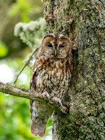 Tawny Owl