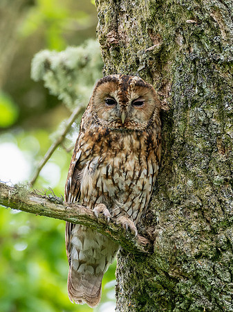 Tawny Owl