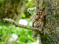 Tawny Owl