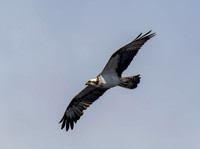 Osprey