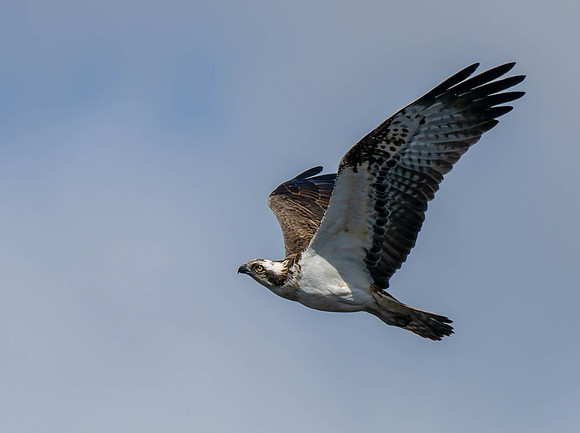 Osprey