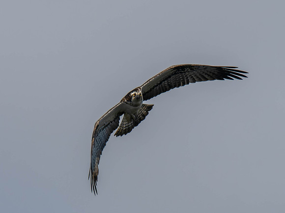 Osprey