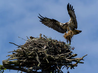Osprey