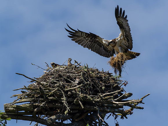 Osprey
